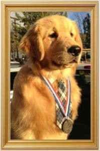 Mayor Max, the golden retriever who is Idyllwild’s honorary mayor, wearing his medal