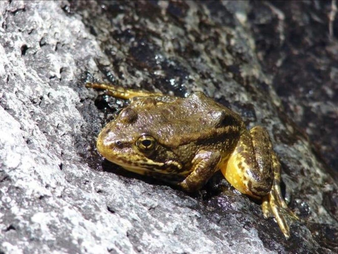 mountain yellow legged frog@ idyllwild nature center